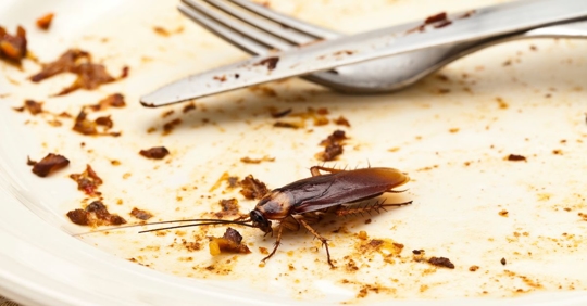 cockroach on plate