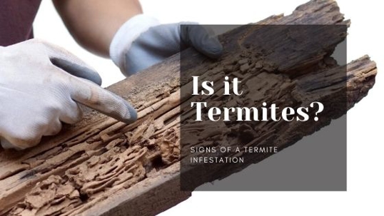 Termites living on a piece of wood