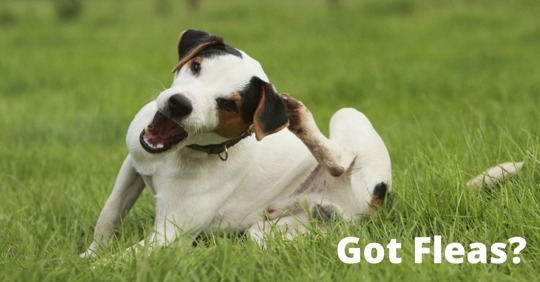 dog scratching itself