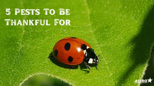 ladybug on a leaf