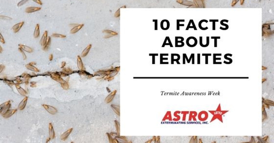 Termites on a concrete slab