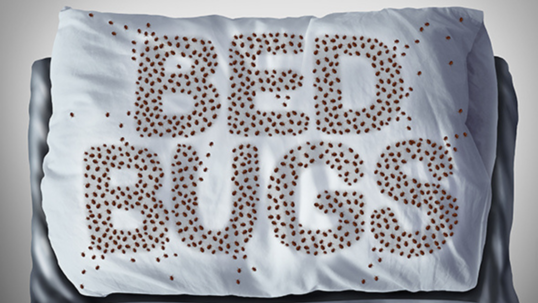 Bed bugs on a pillow